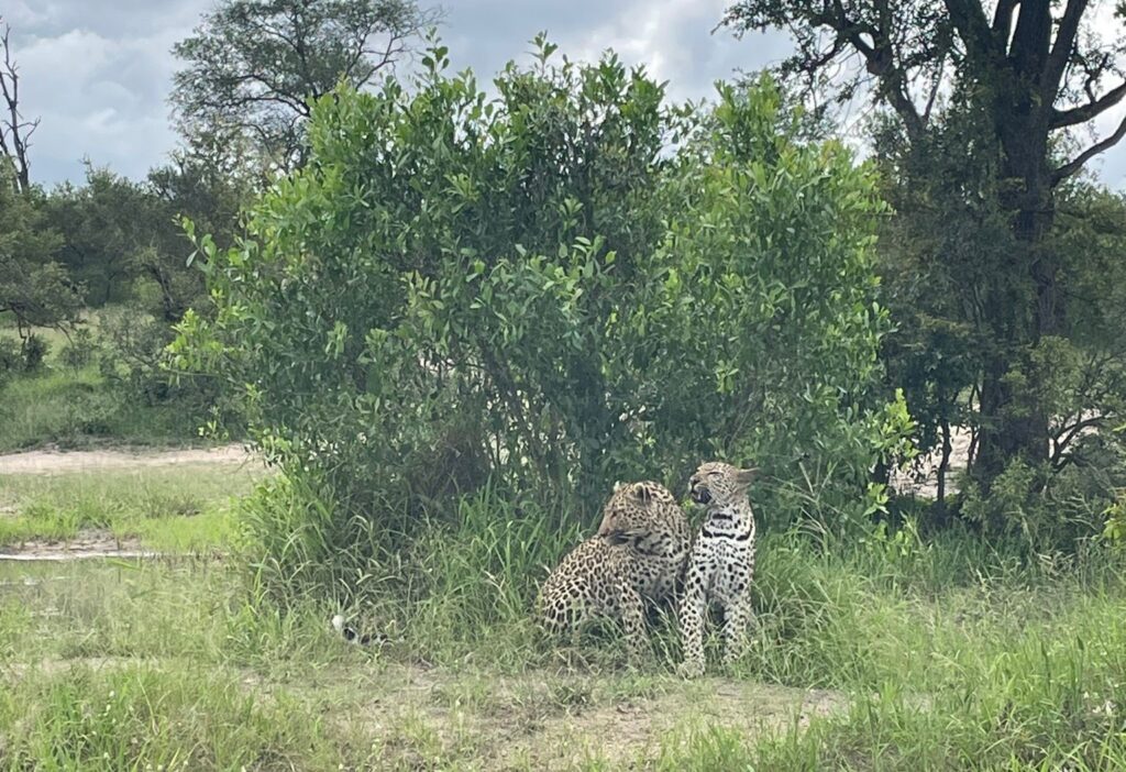 Arathusa Safari Lodge3