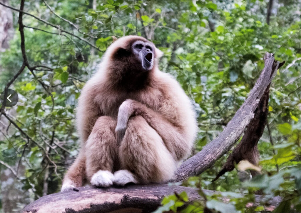 Knysna_Monkey
