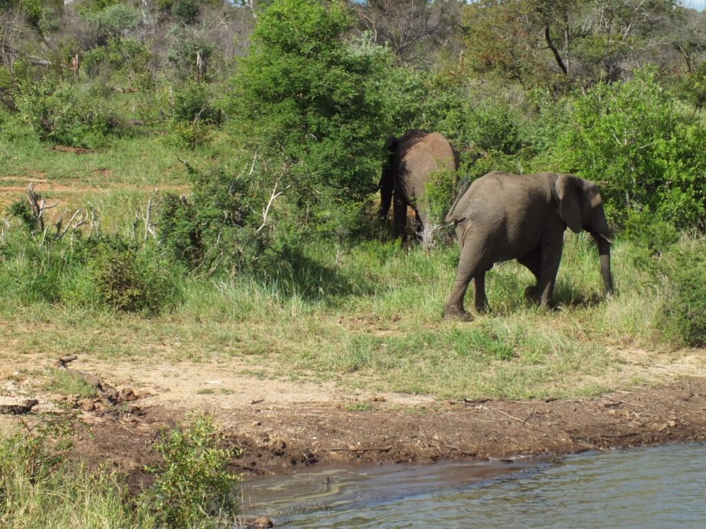 Kruger National Park2