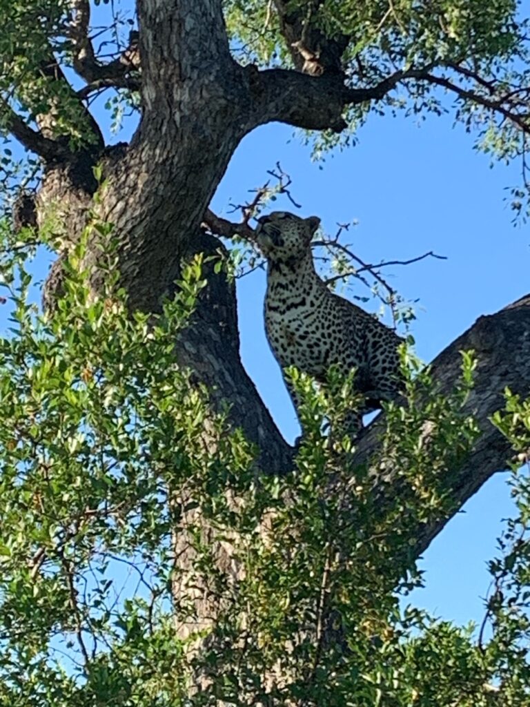 Leopard