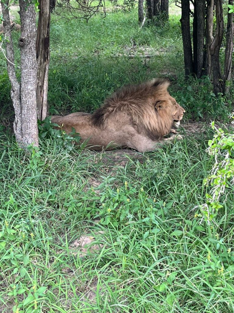 Lion