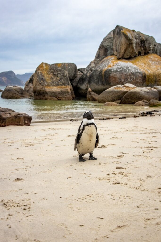 Penguins