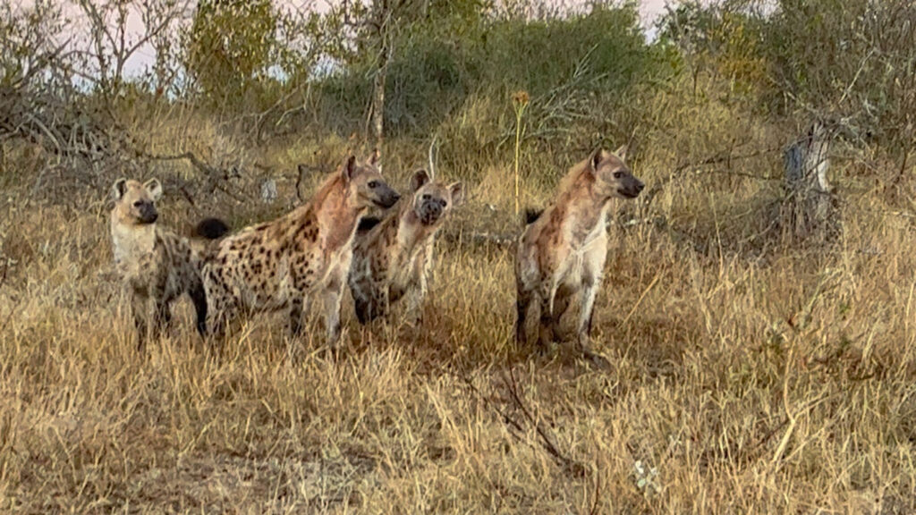 Thornybush Game Reserve