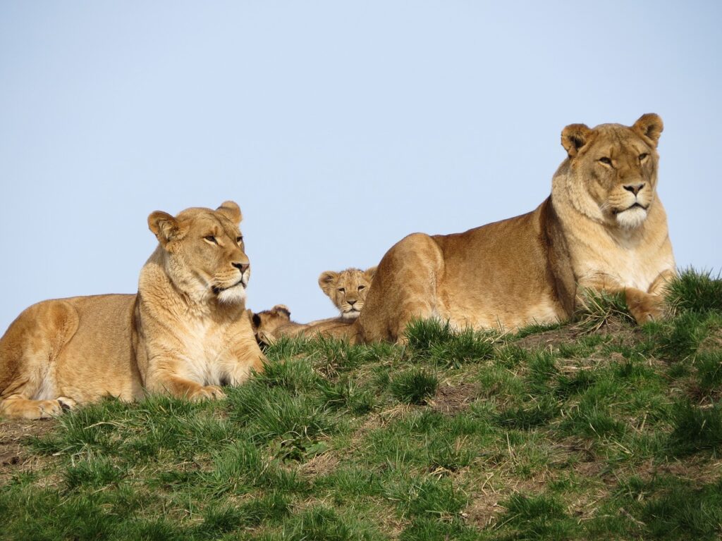 lion-2188753_1280