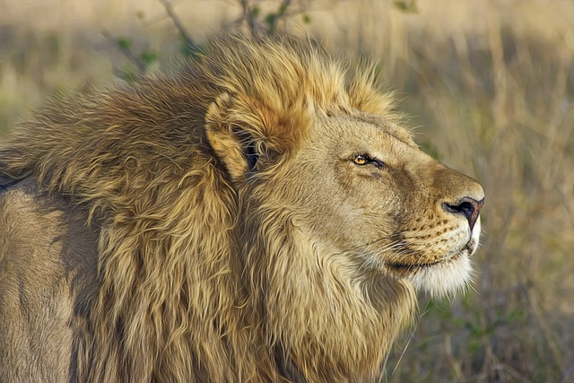 lion-515028_640