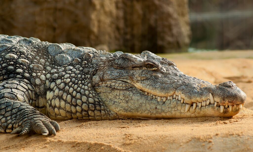 nile-crocodile-245013_1920