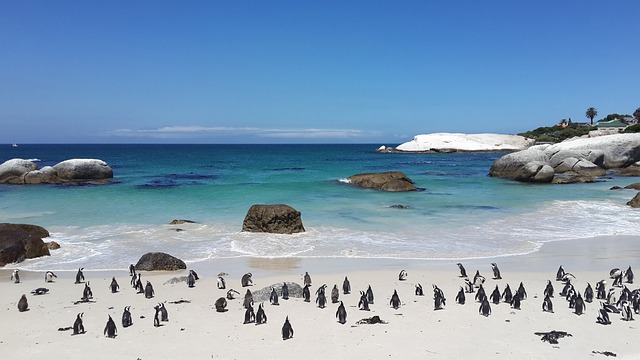 penguins-857206_640
