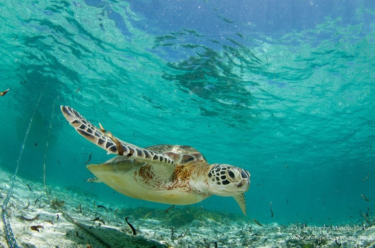 Snorkeling